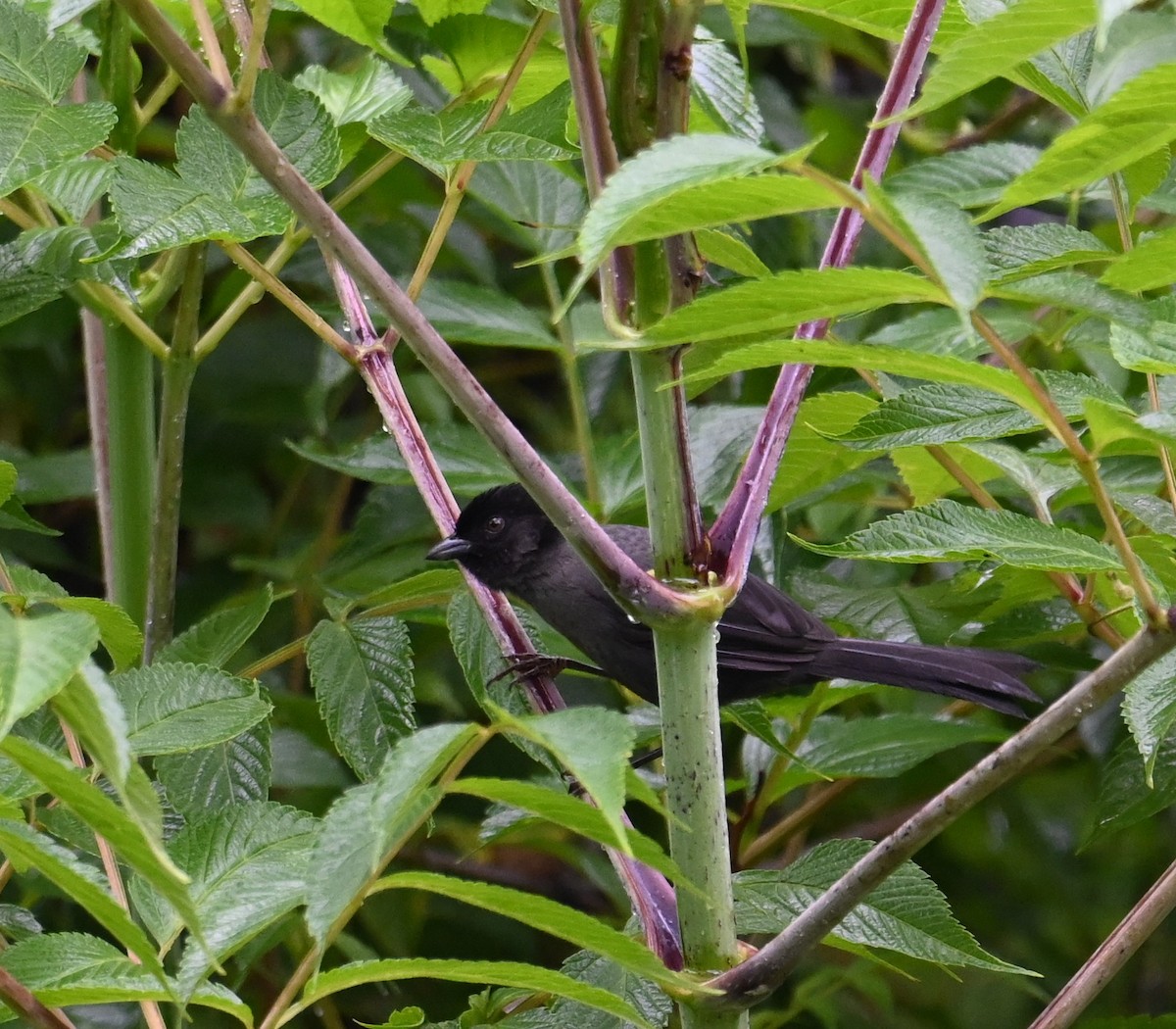 Yellow-thighed Brushfinch - ML641601399