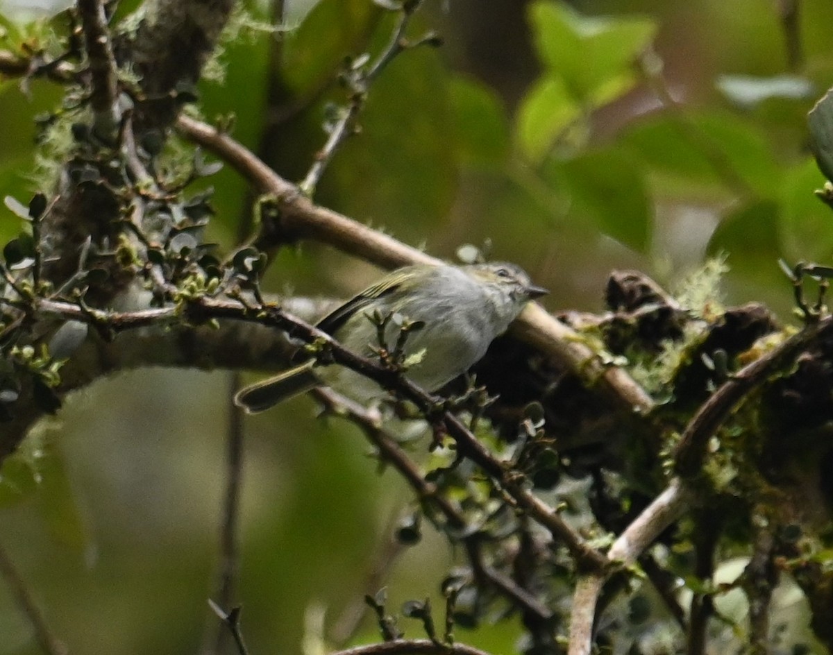 Mistletoe Tyrannulet - ML641601435