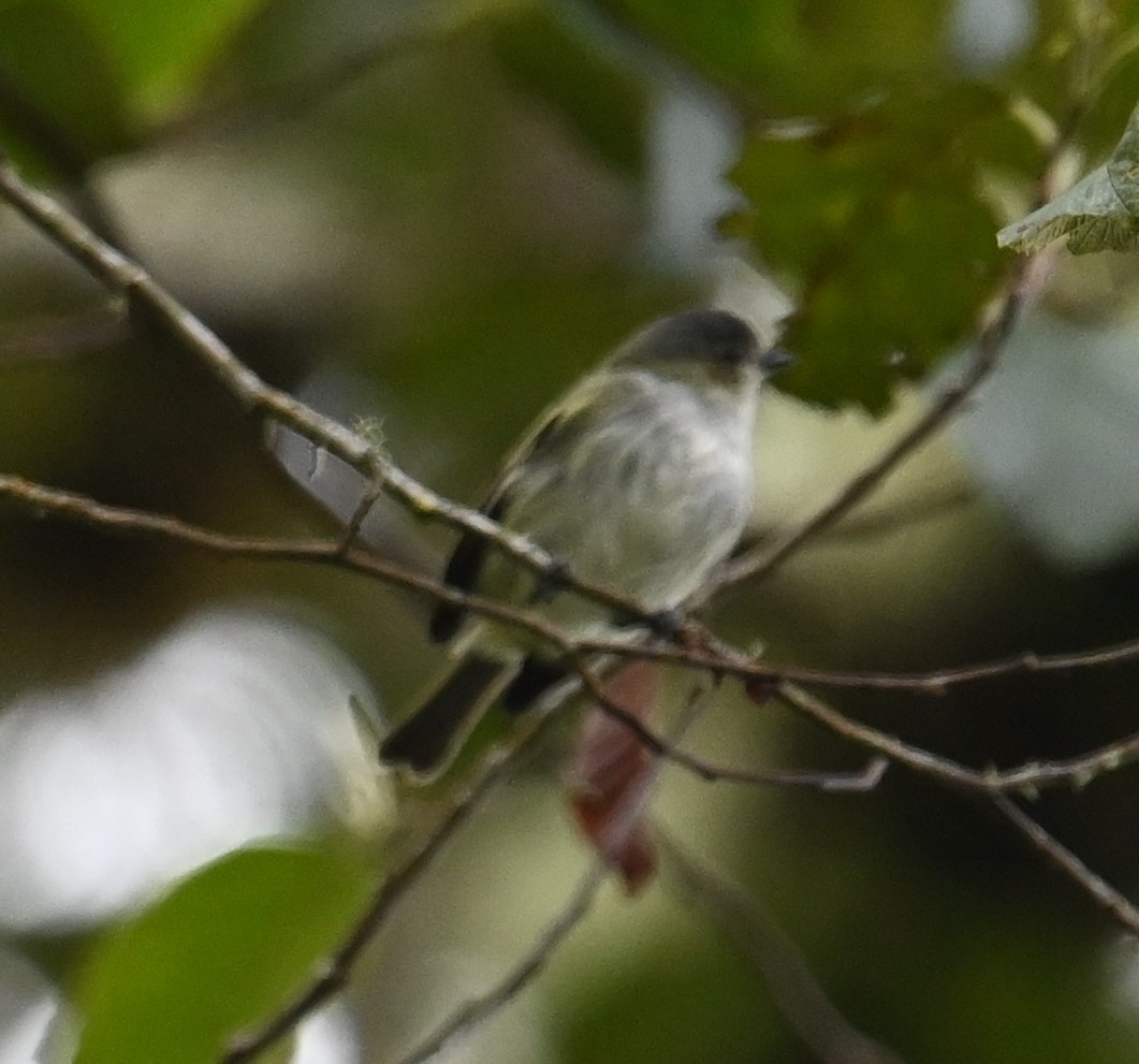 Mistletoe Tyrannulet - ML641601436