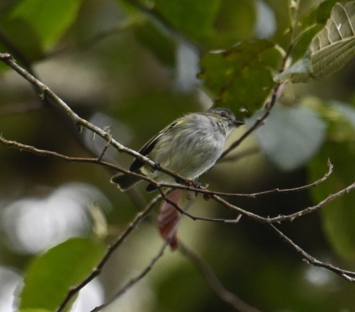 Mistletoe Tyrannulet - ML641601437