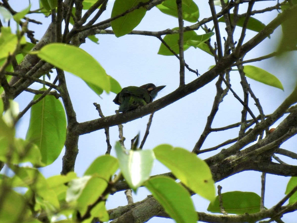 Blue-eared Barbet - ML641601444