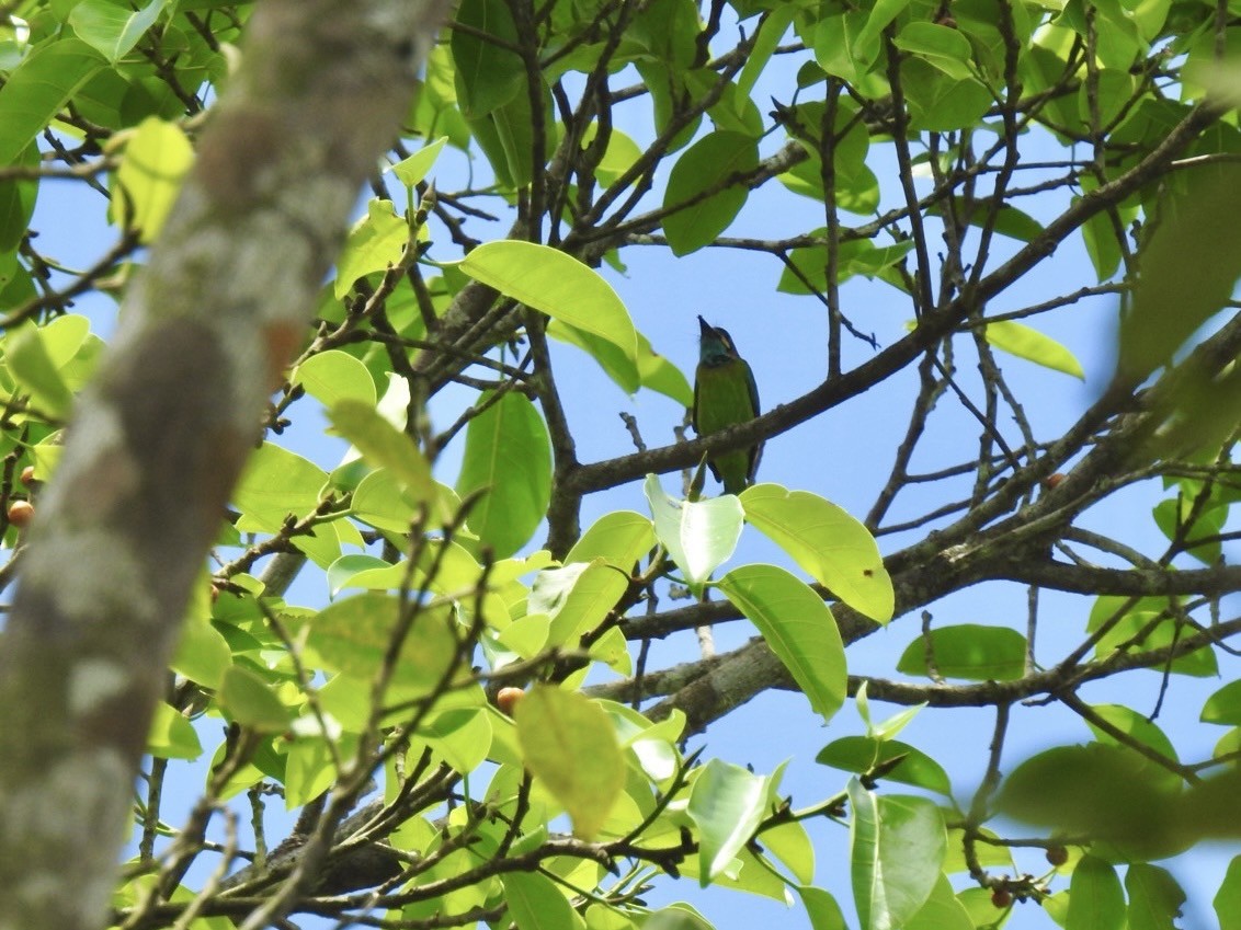 Blue-eared Barbet - ML641601445