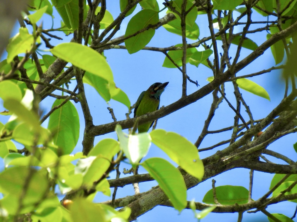 Blue-eared Barbet - ML641601446