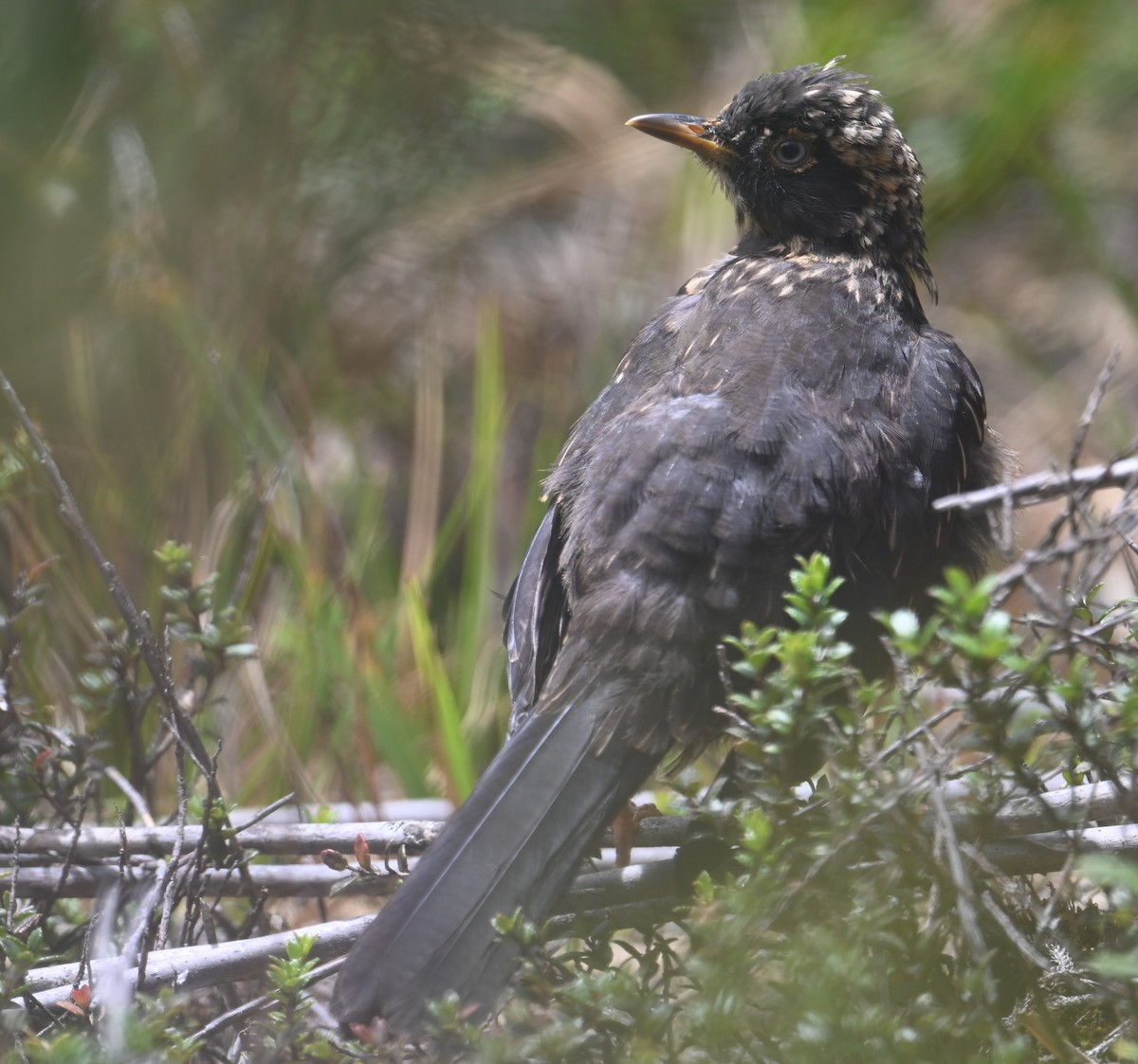 Sooty Thrush - ML641601464