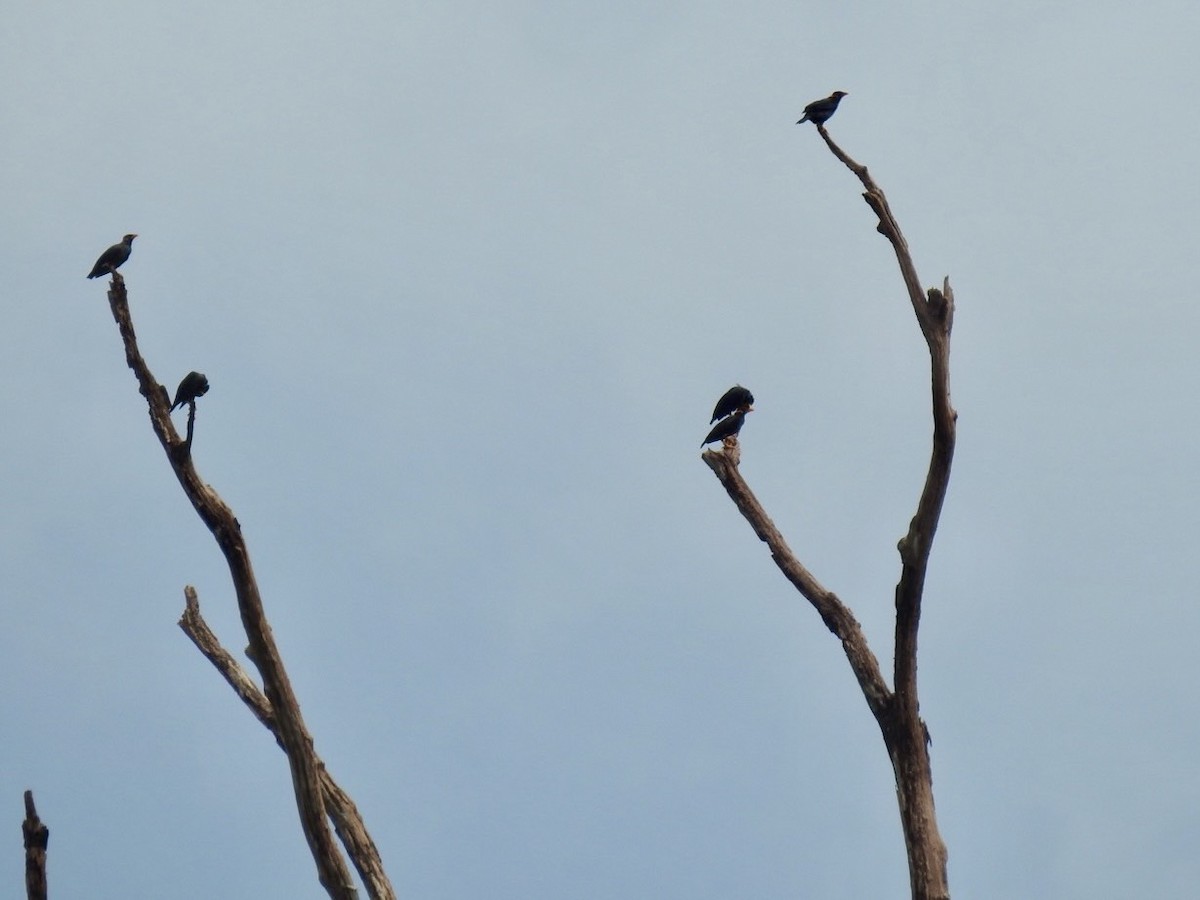Common Hill Myna - ML641601465