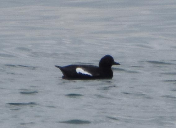 Pigeon Guillemot - ML641601466
