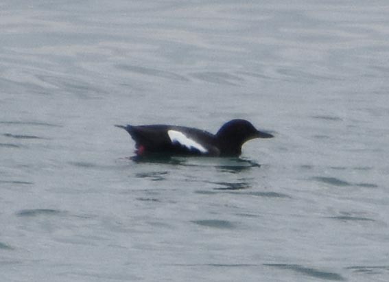 Pigeon Guillemot - ML641601470