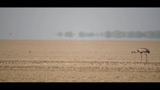 Common Crane - ML641601475