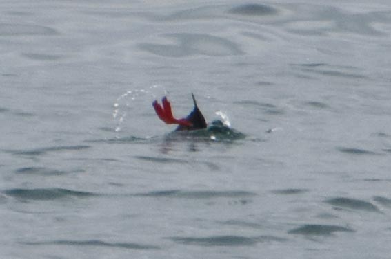 Pigeon Guillemot - ML641601476