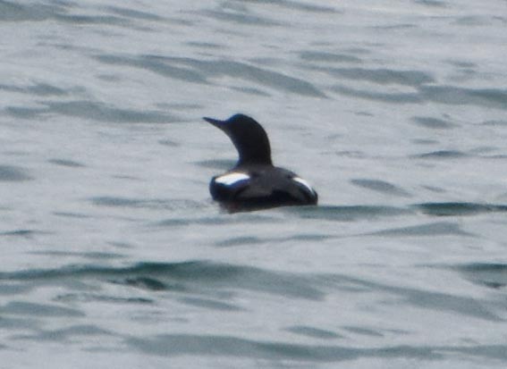 Pigeon Guillemot - ML641601479