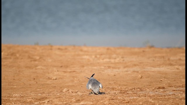 Montagu's Harrier - ML641601480