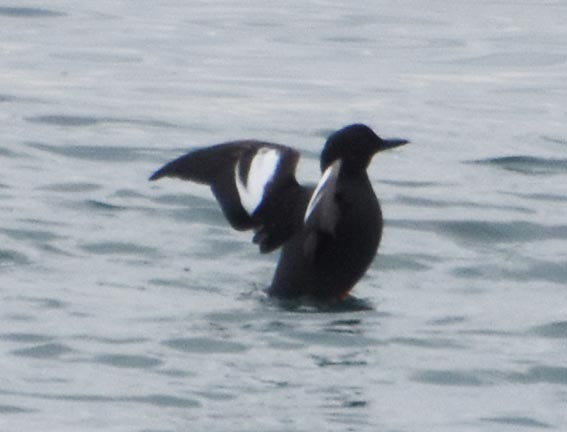 Pigeon Guillemot - ML641601482