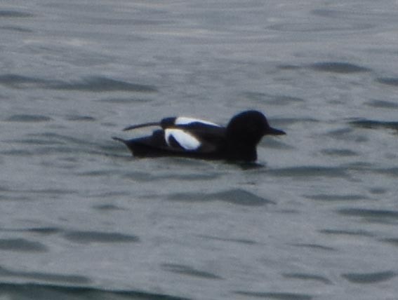 Pigeon Guillemot - ML641601484