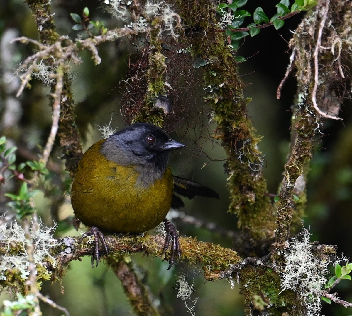 Large-footed Finch - ML641601494