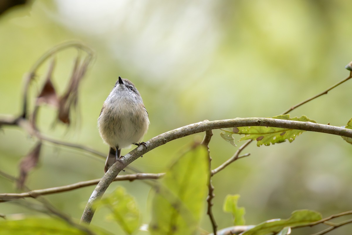 Brown Gerygone - ML641601518