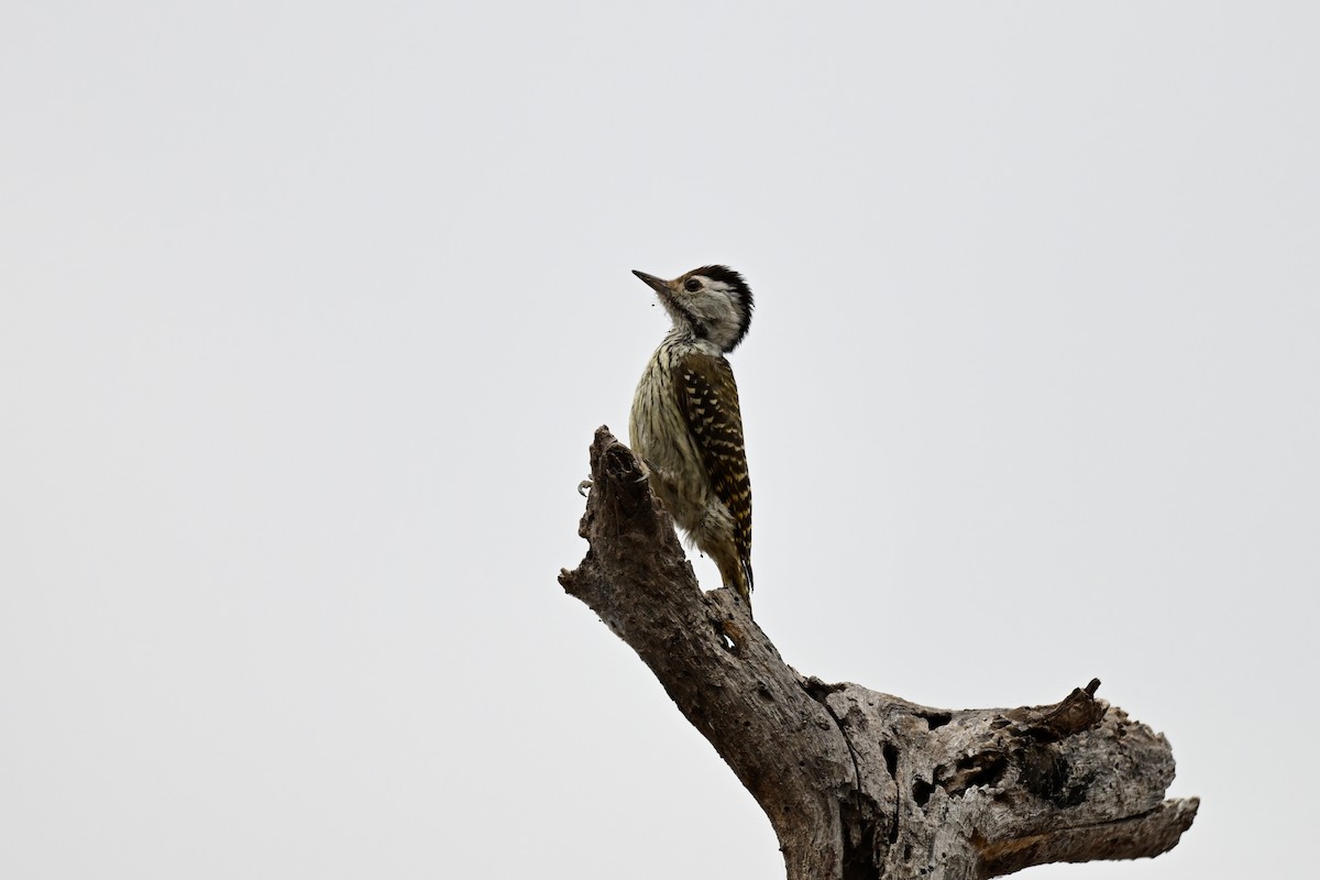 Cardinal Woodpecker - ML641601526