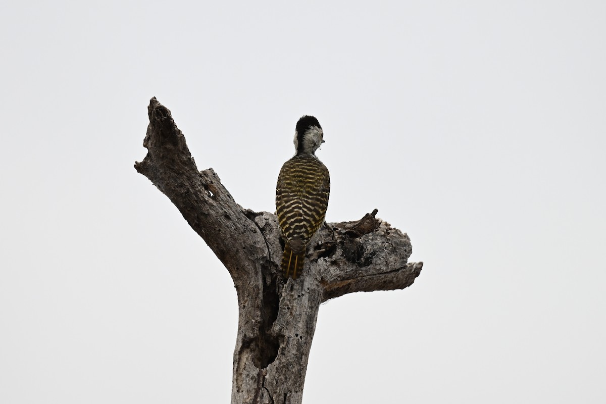 Cardinal Woodpecker - ML641601527