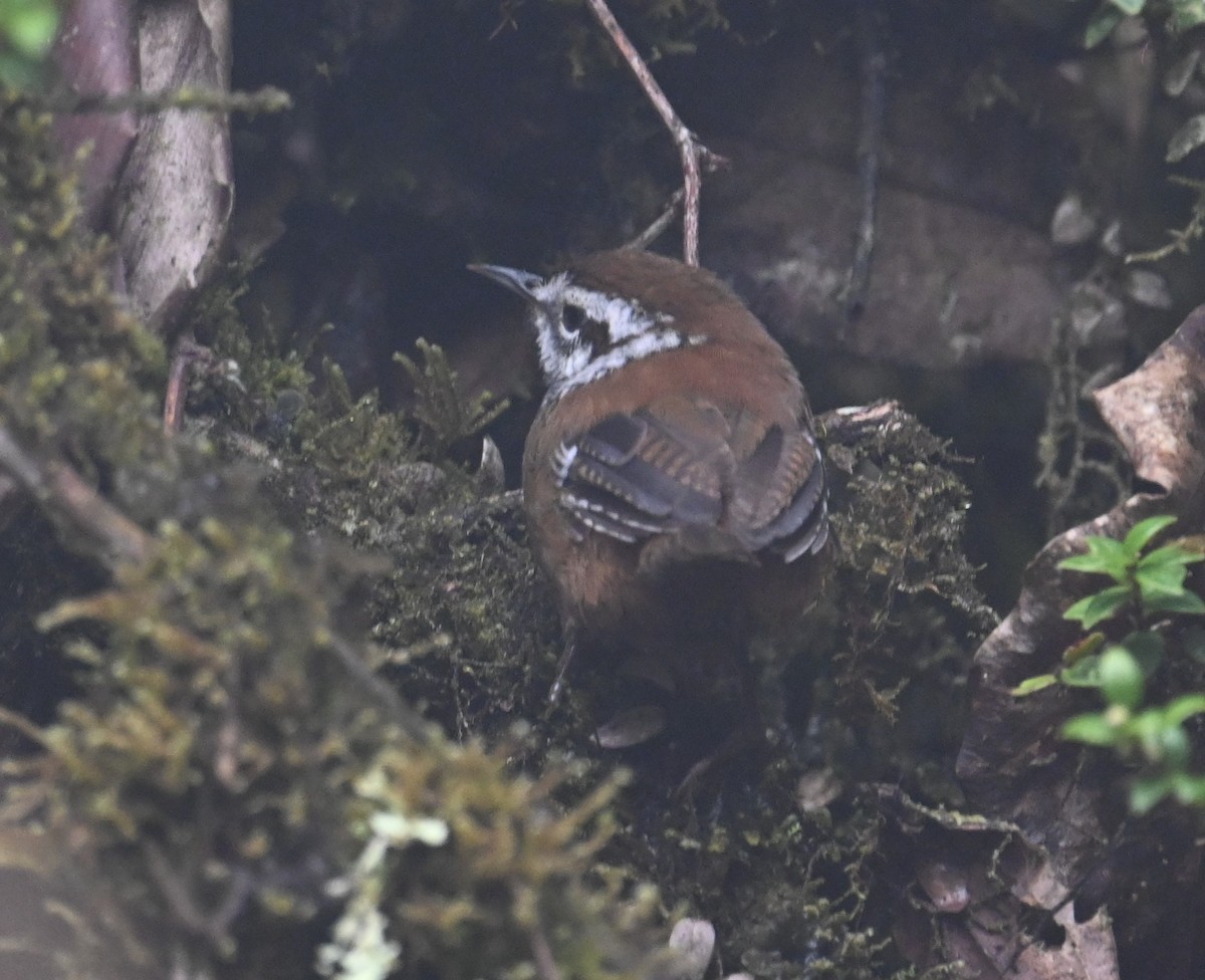Timberline Wren - ML641601554