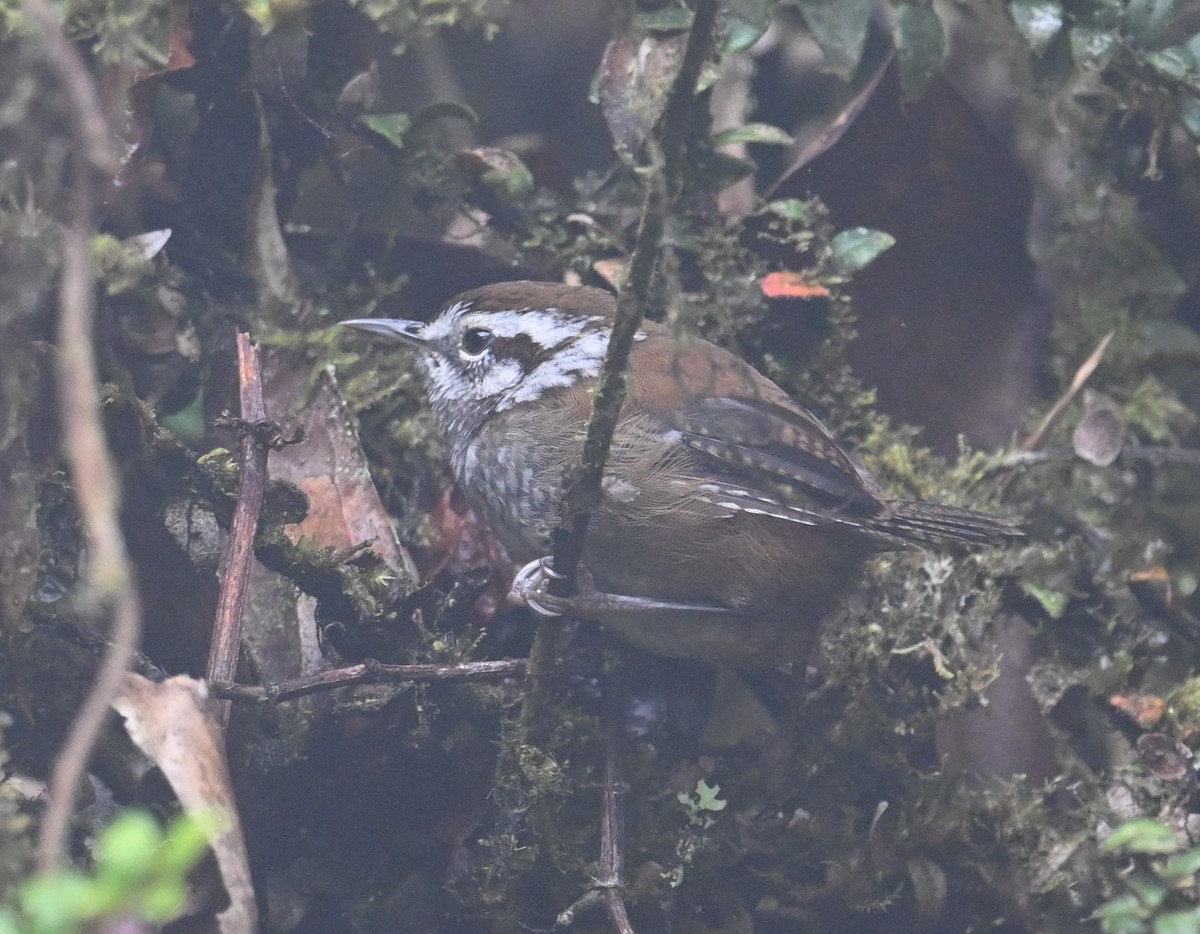 Timberline Wren - ML641601555