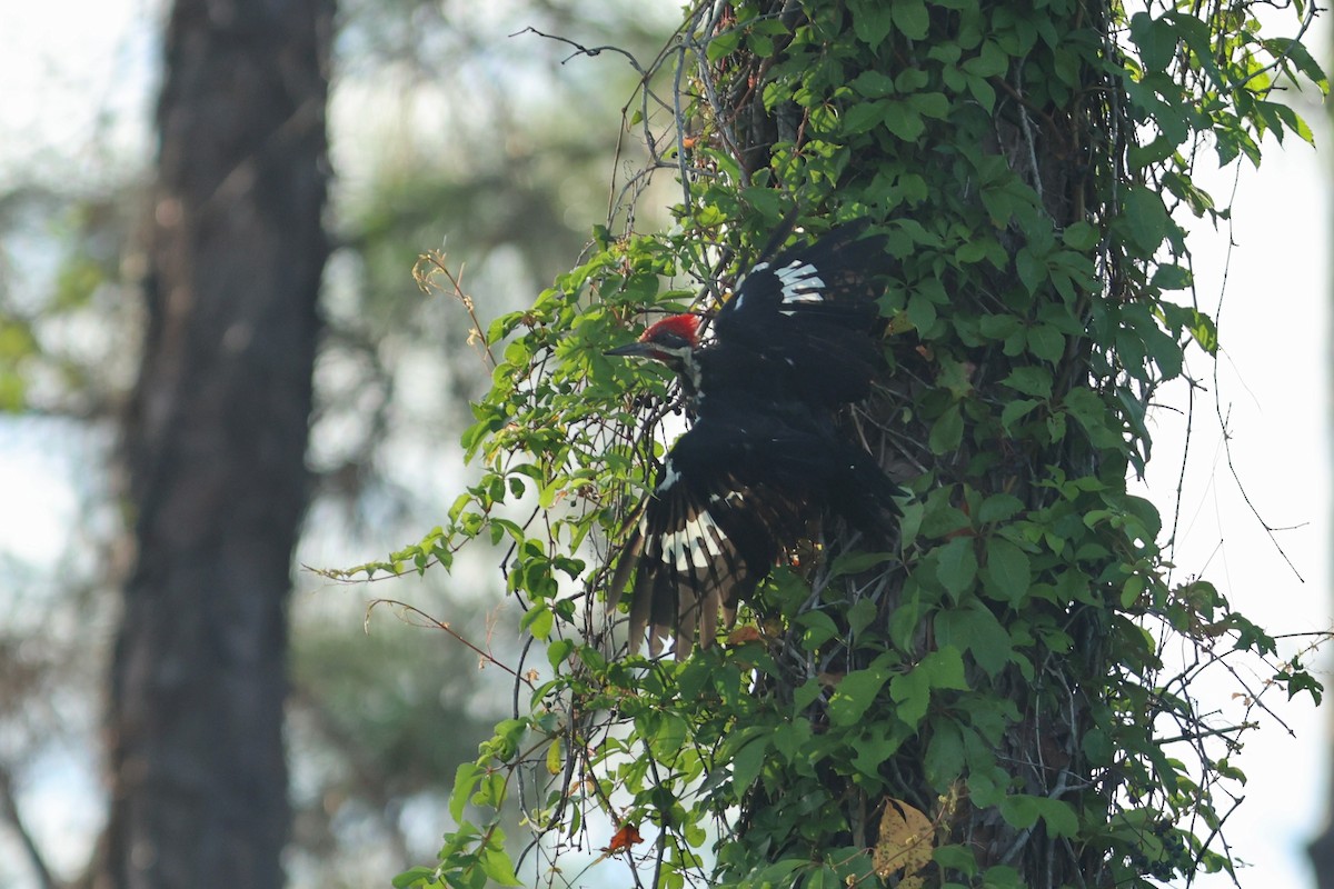 Pileated Woodpecker - ML641601592