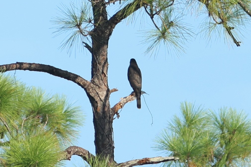 Cooper's Hawk - ML641601594