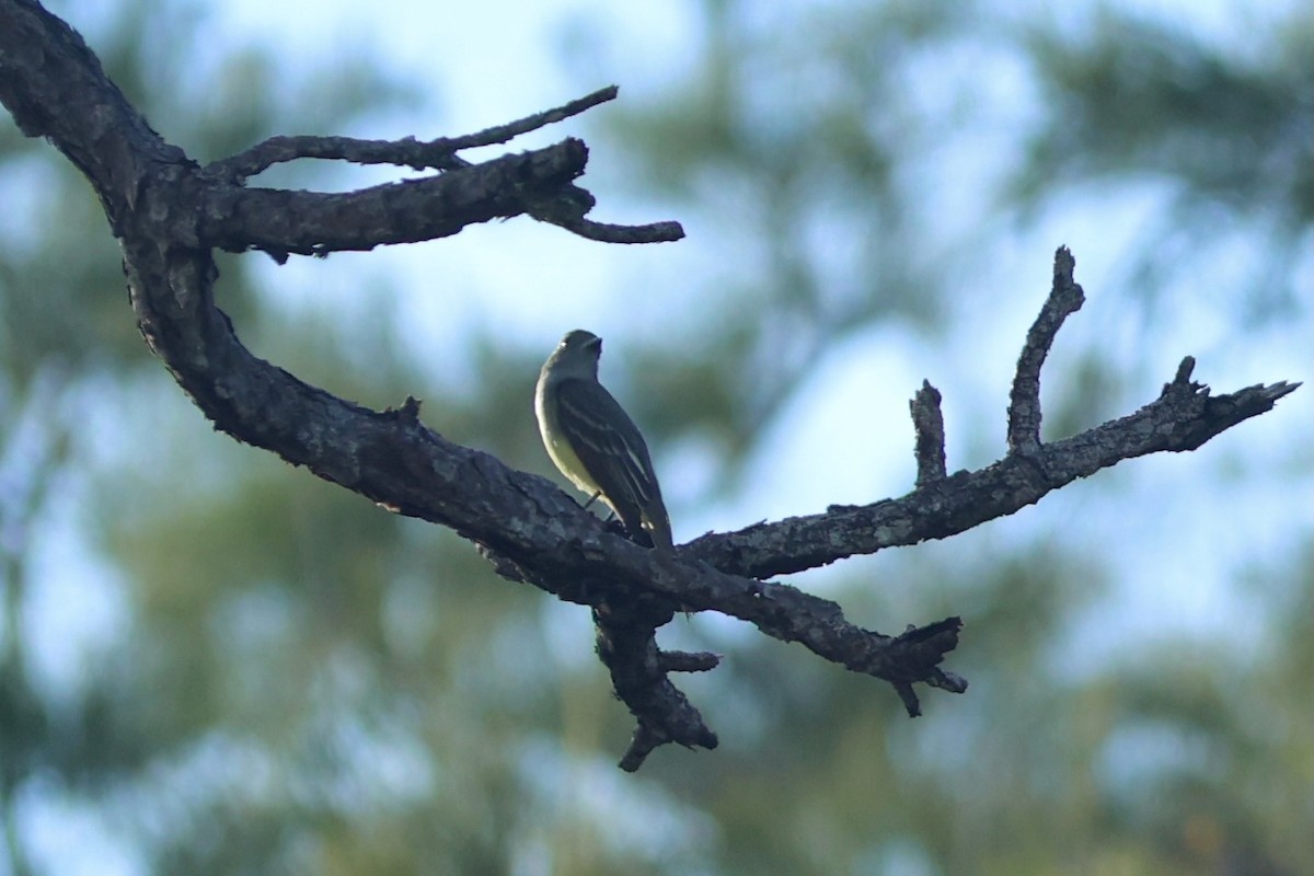 Great Crested Flycatcher - ML641601598