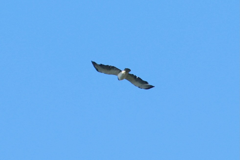 Short-tailed Hawk - ML641601607