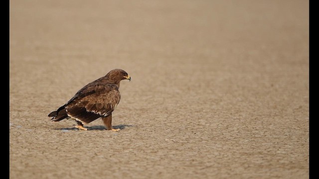 Steppe Eagle - ML641601611
