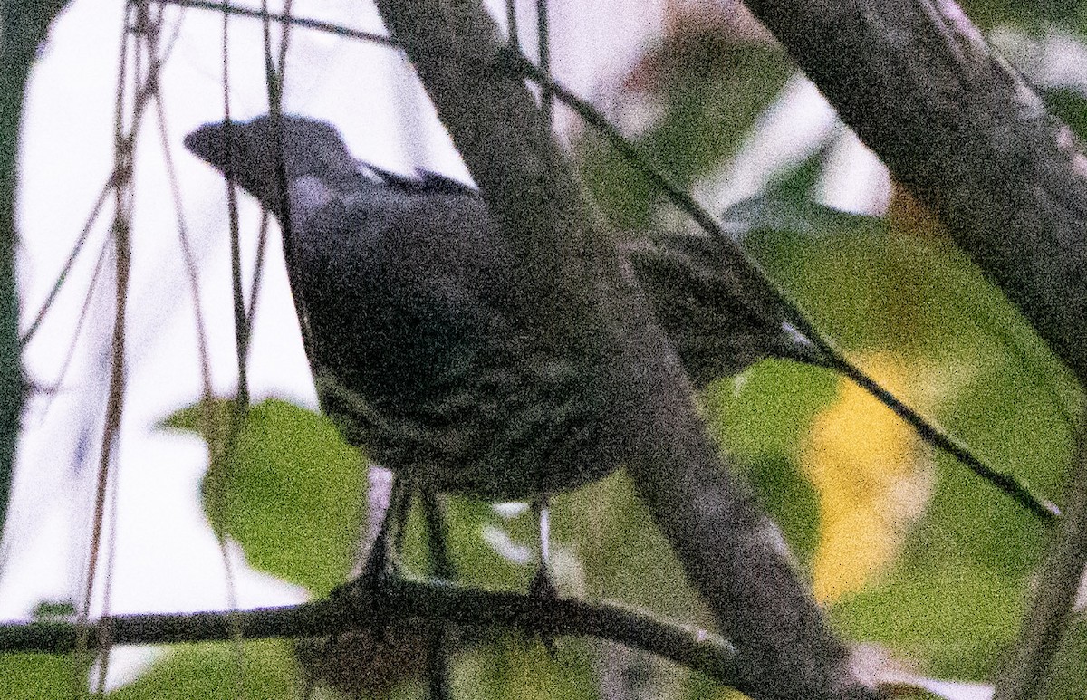 Northern Waterthrush - ML641601616
