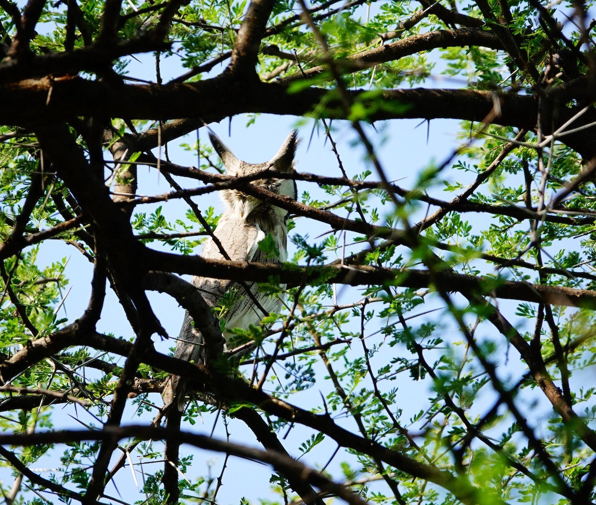 Northern White-faced Owl - ML641601629