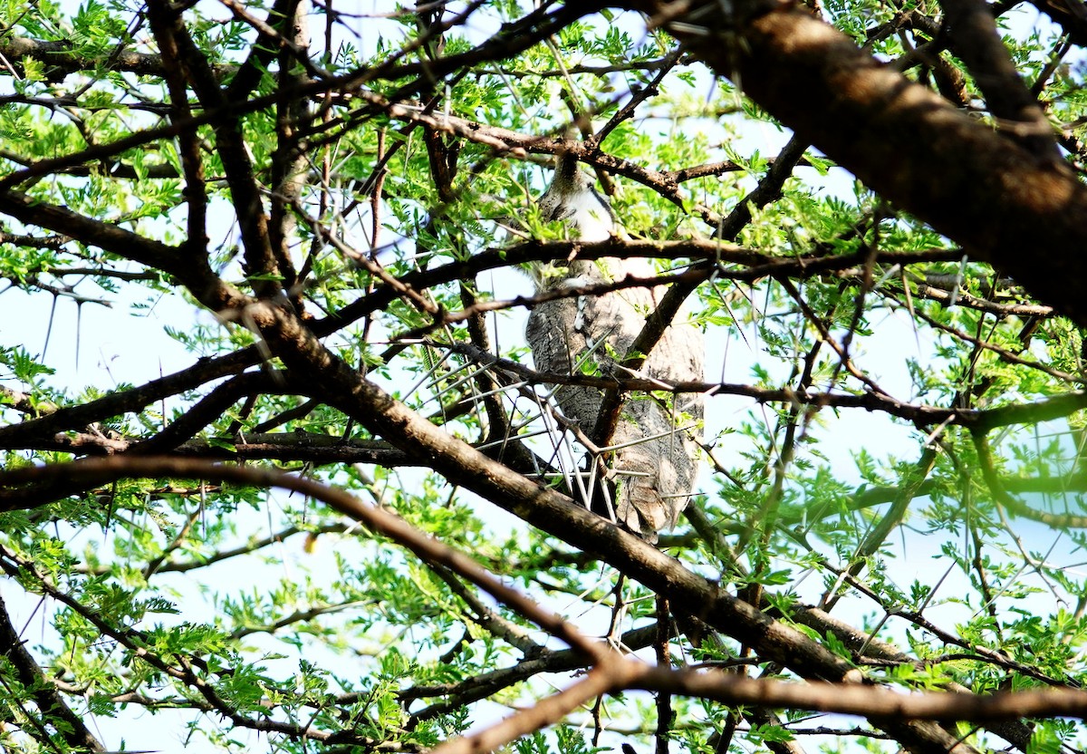 Northern White-faced Owl - ML641601630