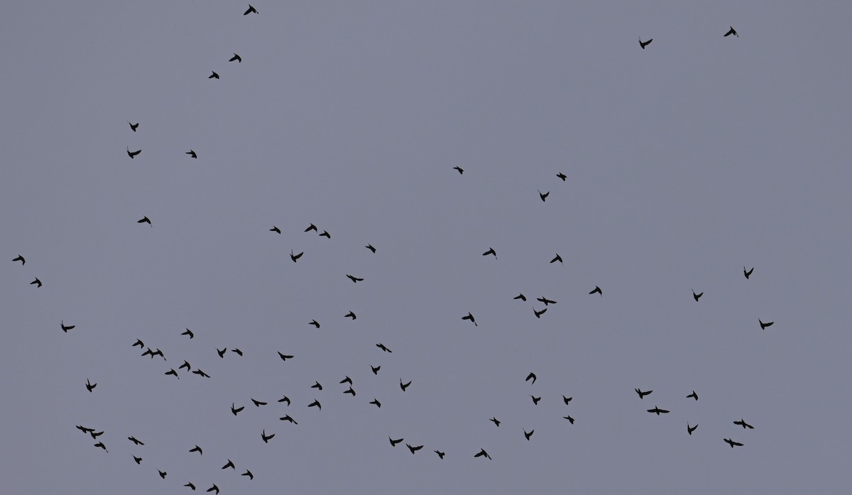 Barred Parakeet - ML641601637