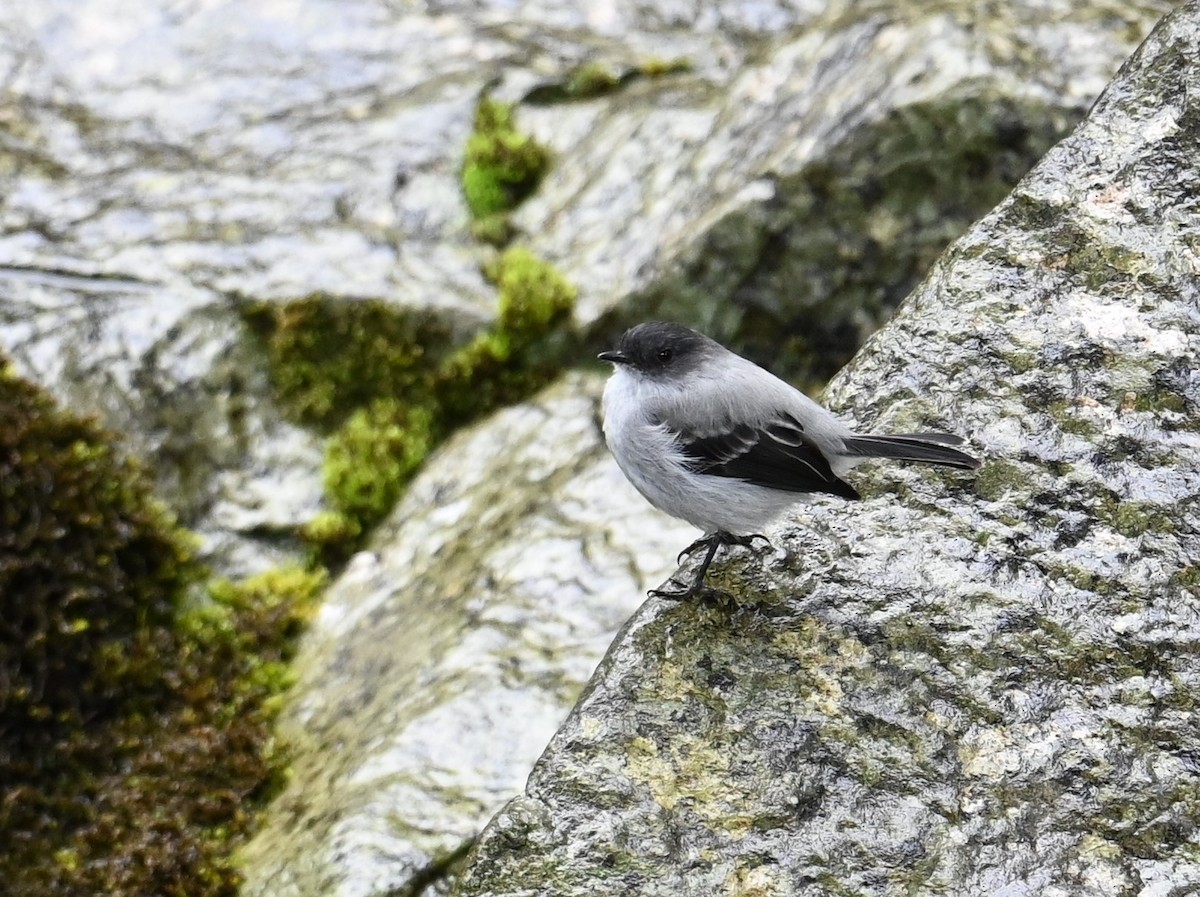 Torrent Tyrannulet - ML641601692