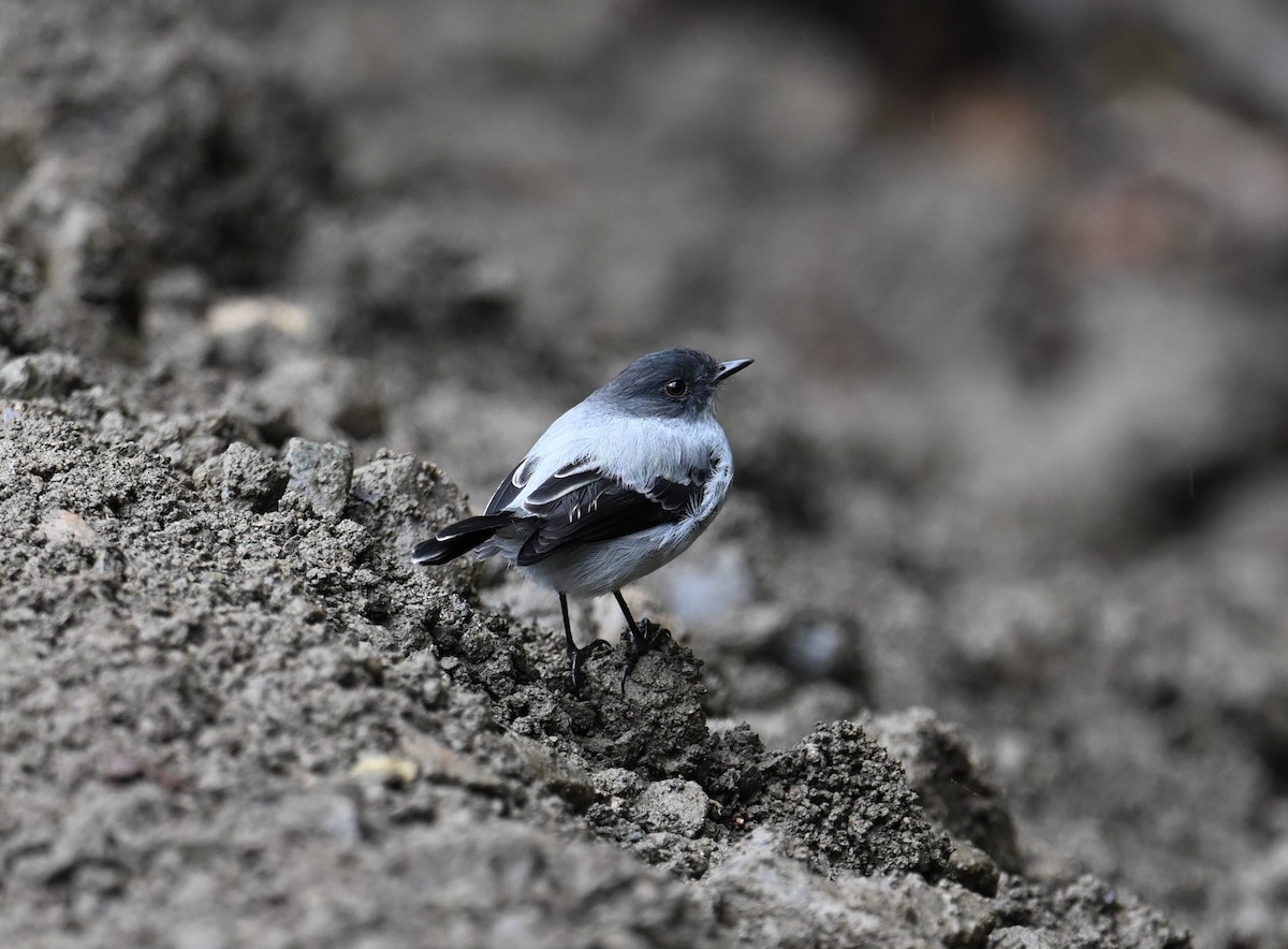 Torrent Tyrannulet - ML641601693