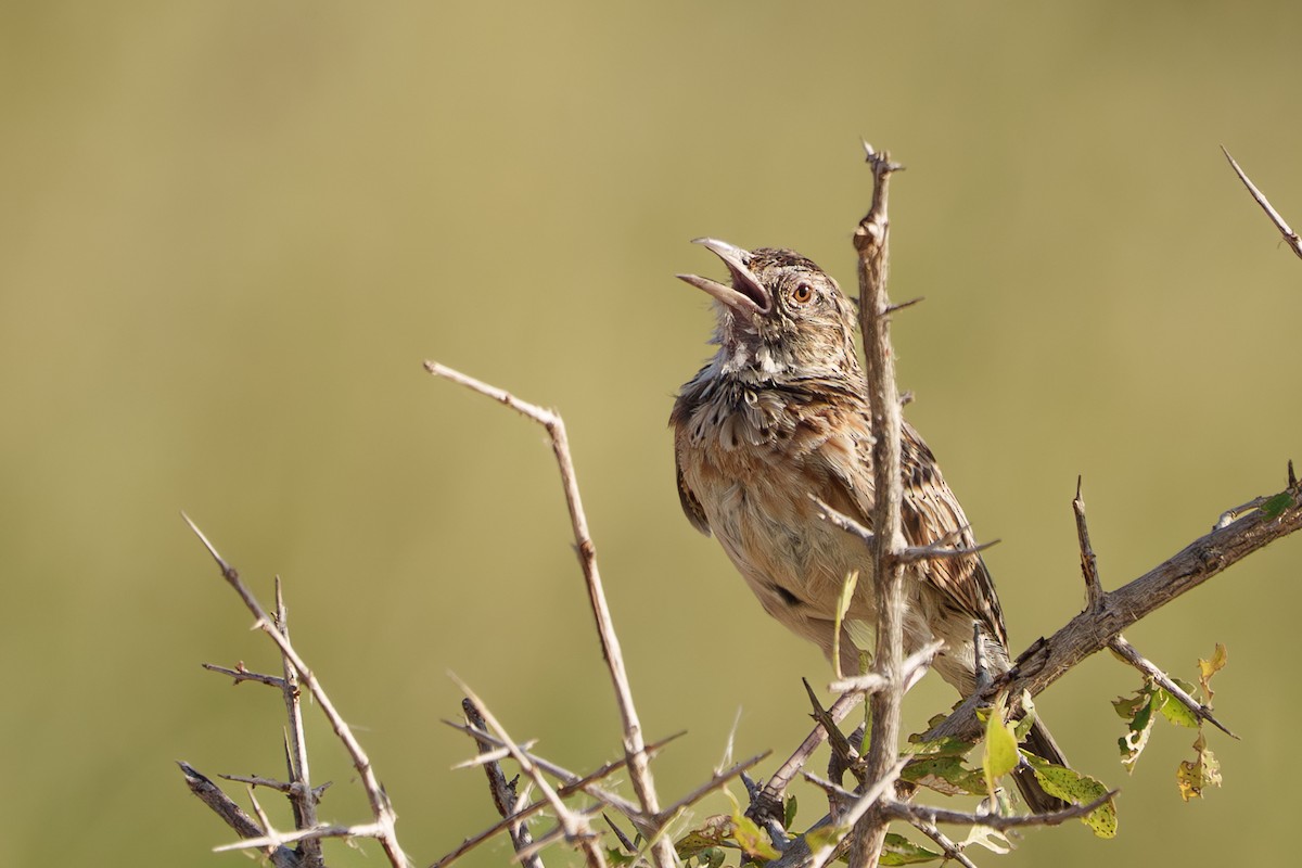 Red-winged Lark - ML641601712