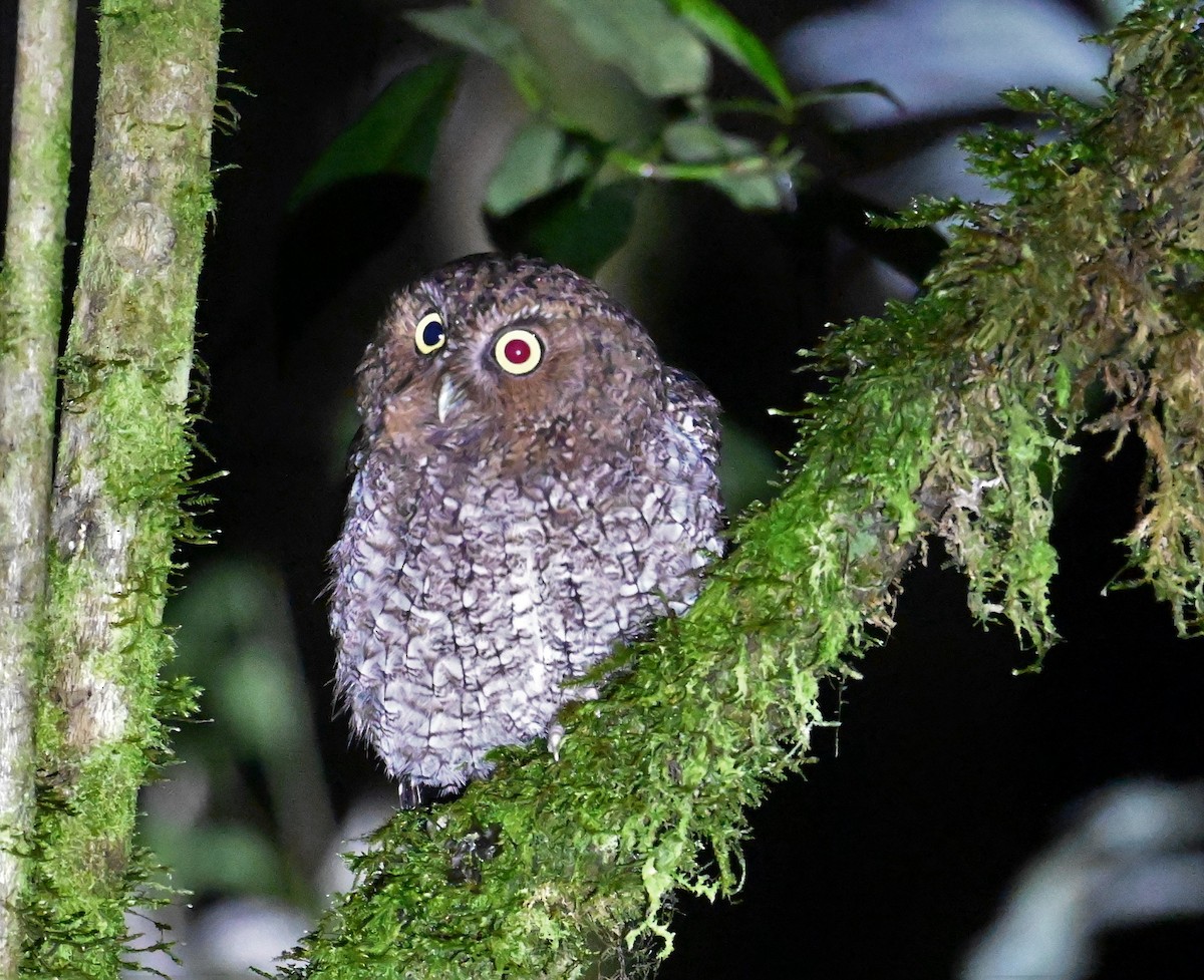 Bare-shanked Screech-Owl - ML641601721