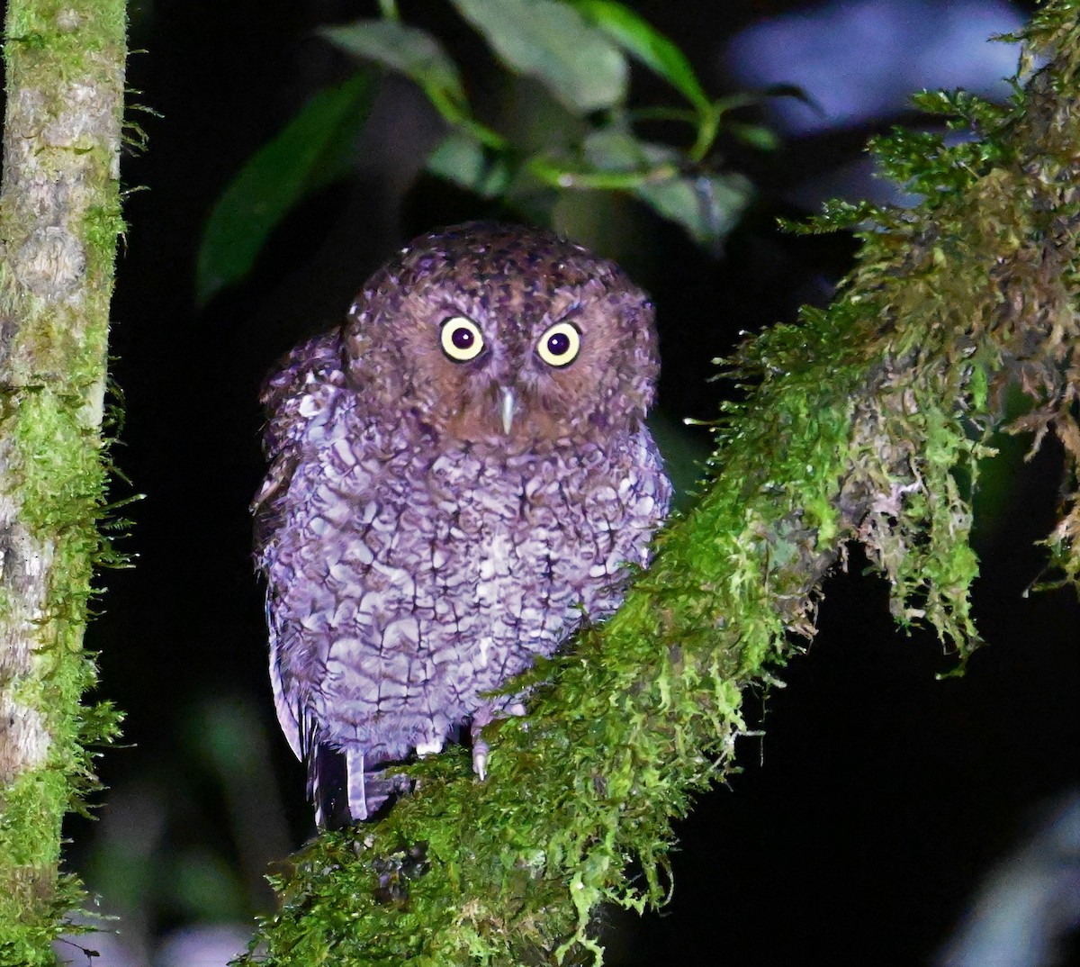 Bare-shanked Screech-Owl - ML641601722