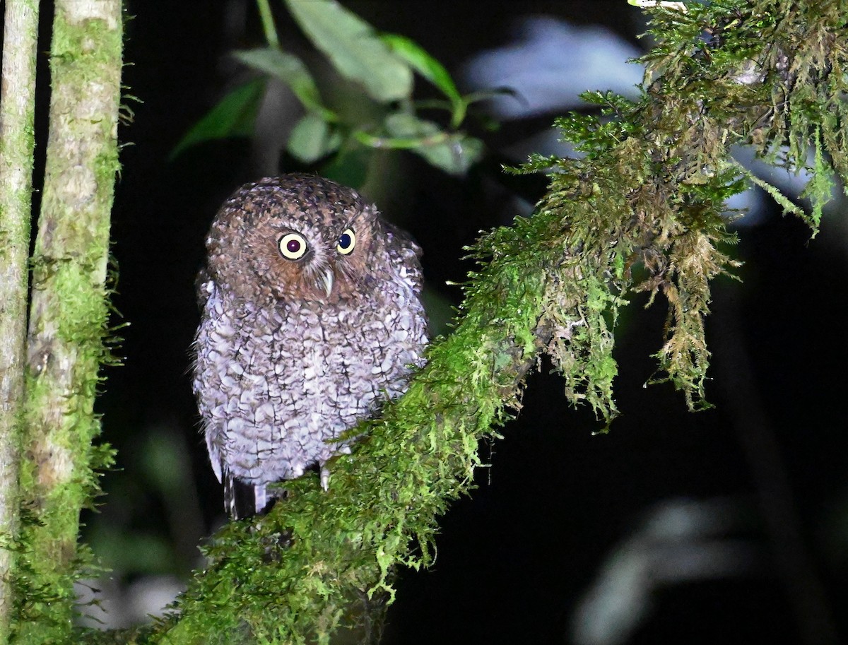 Bare-shanked Screech-Owl - ML641601723