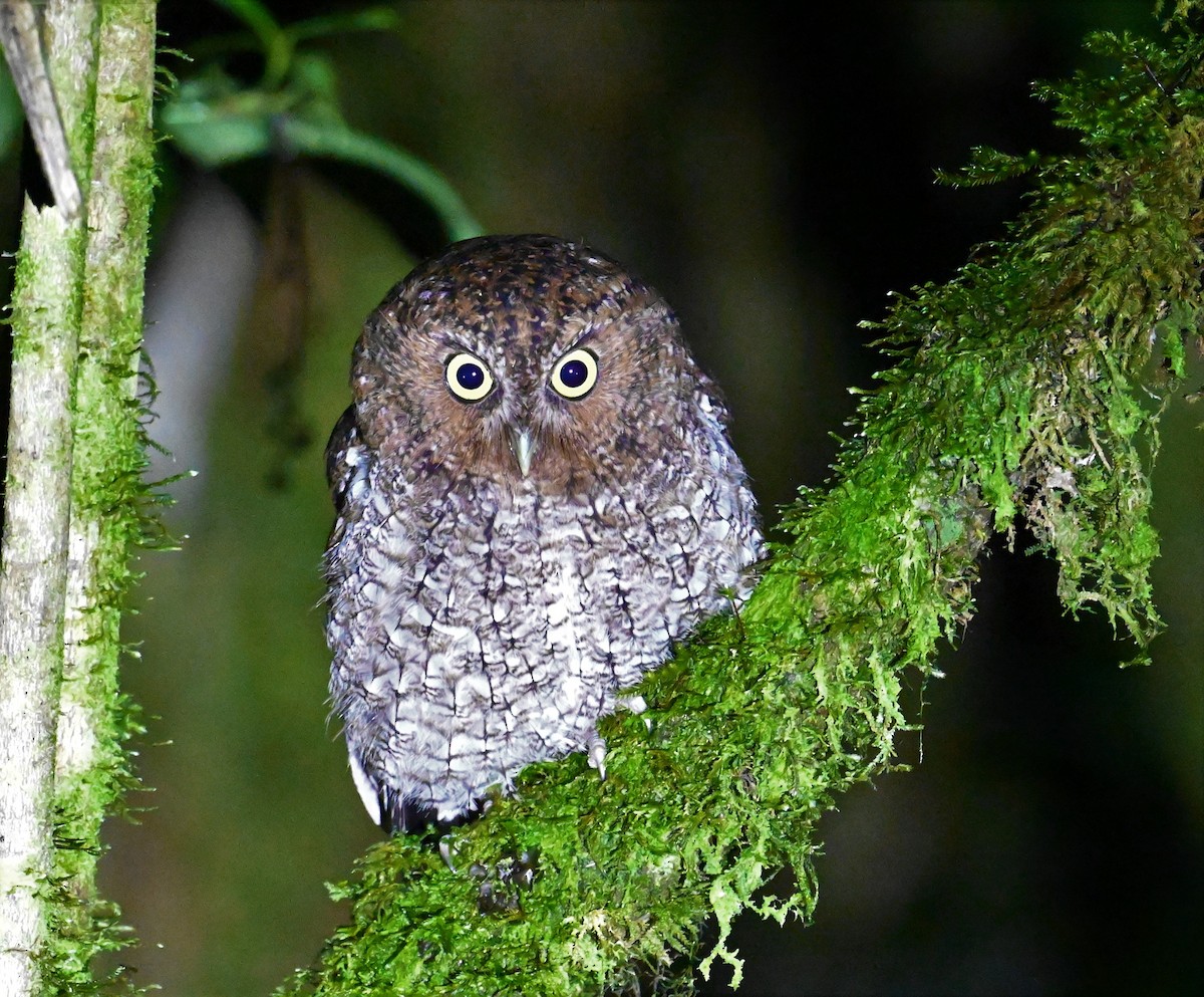 Bare-shanked Screech-Owl - ML641601724