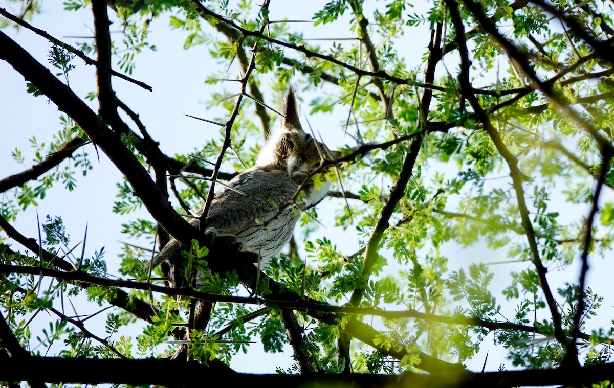 Northern White-faced Owl - ML641601727