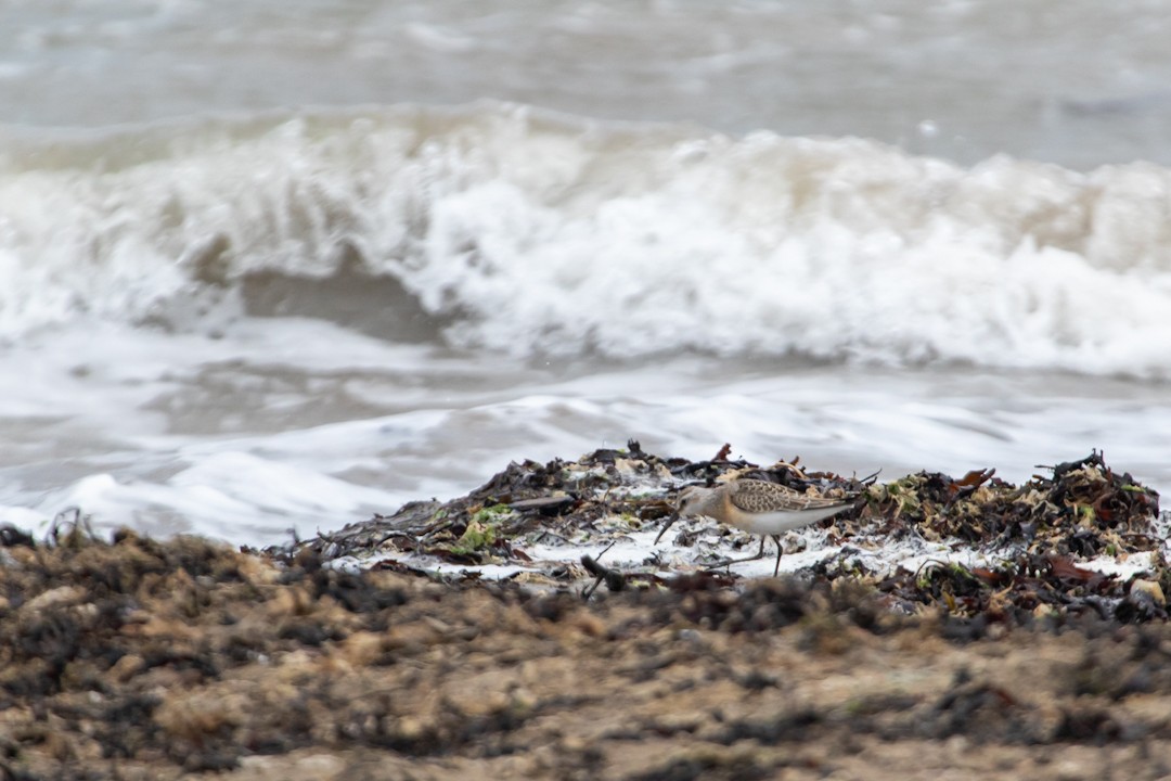 Curlew Sandpiper - ML641601731