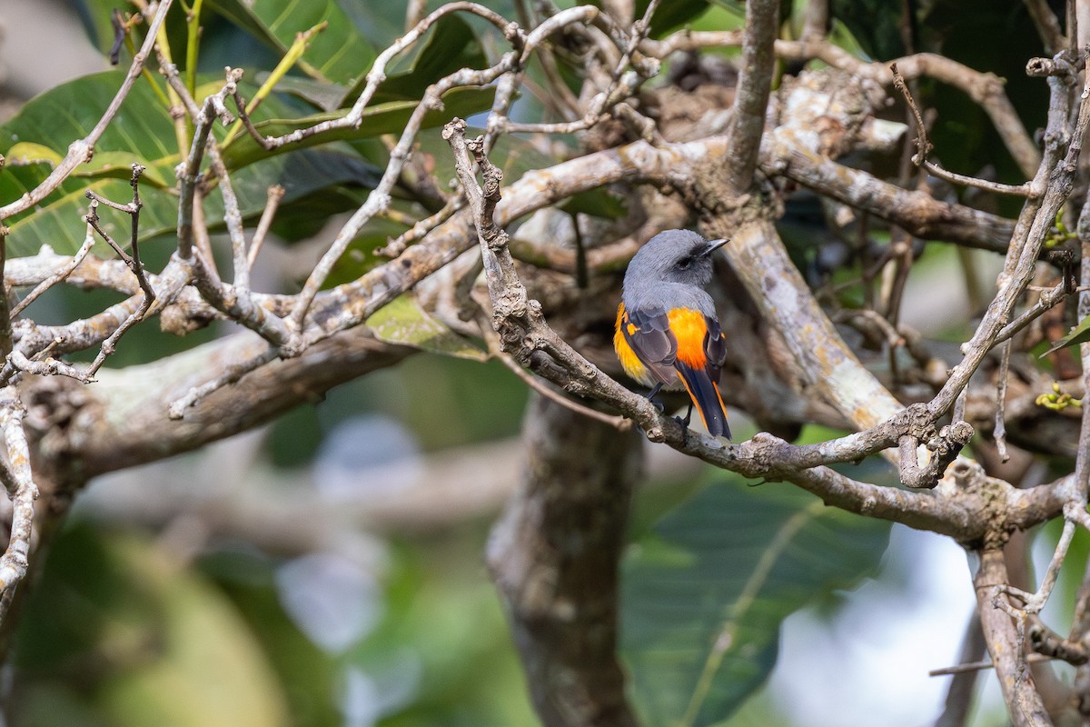 Small Minivet - ML641601734