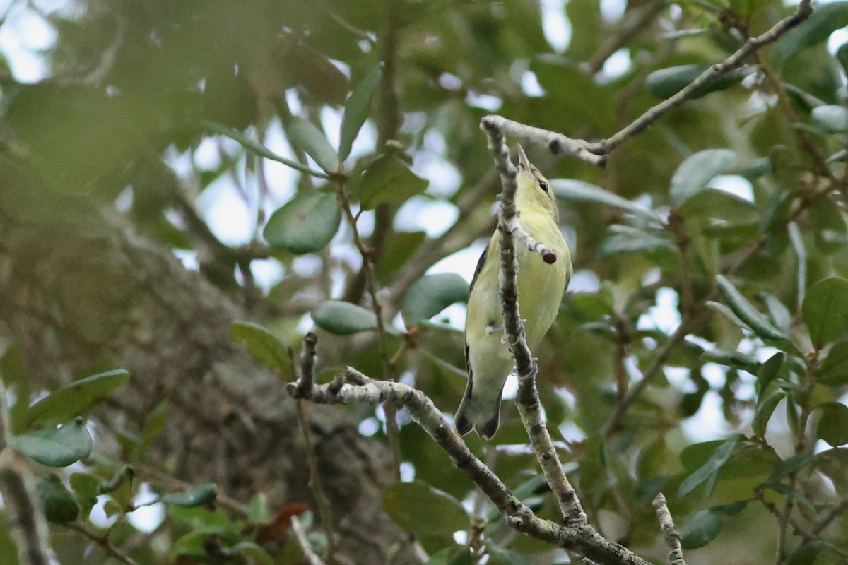 Cerulean Warbler - ML641601735