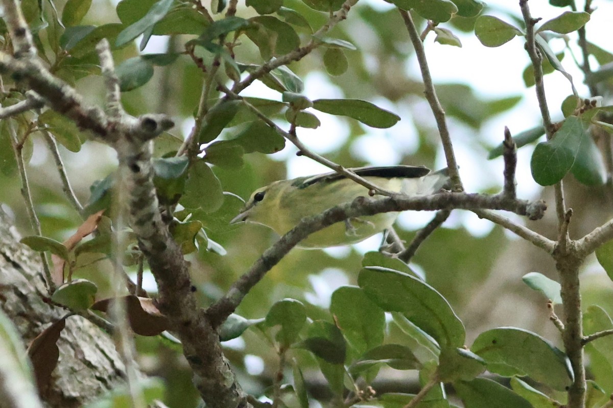 Cerulean Warbler - ML641601736