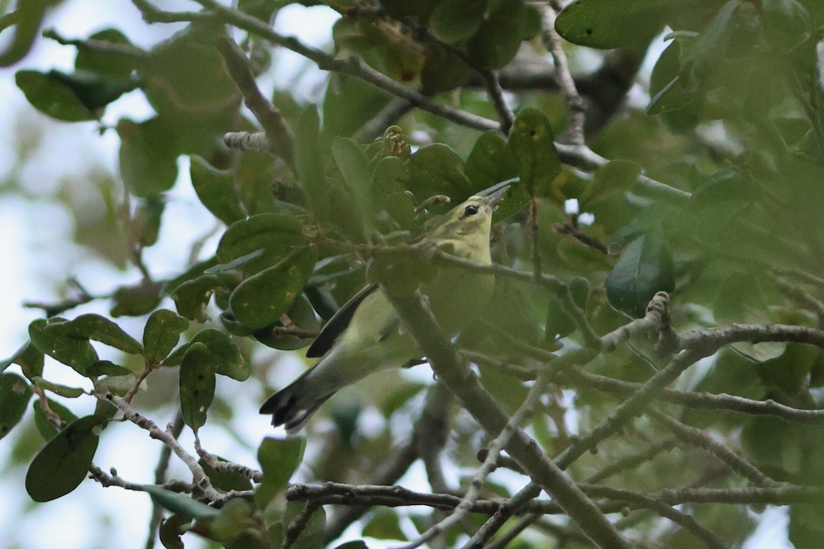 Cerulean Warbler - ML641601737
