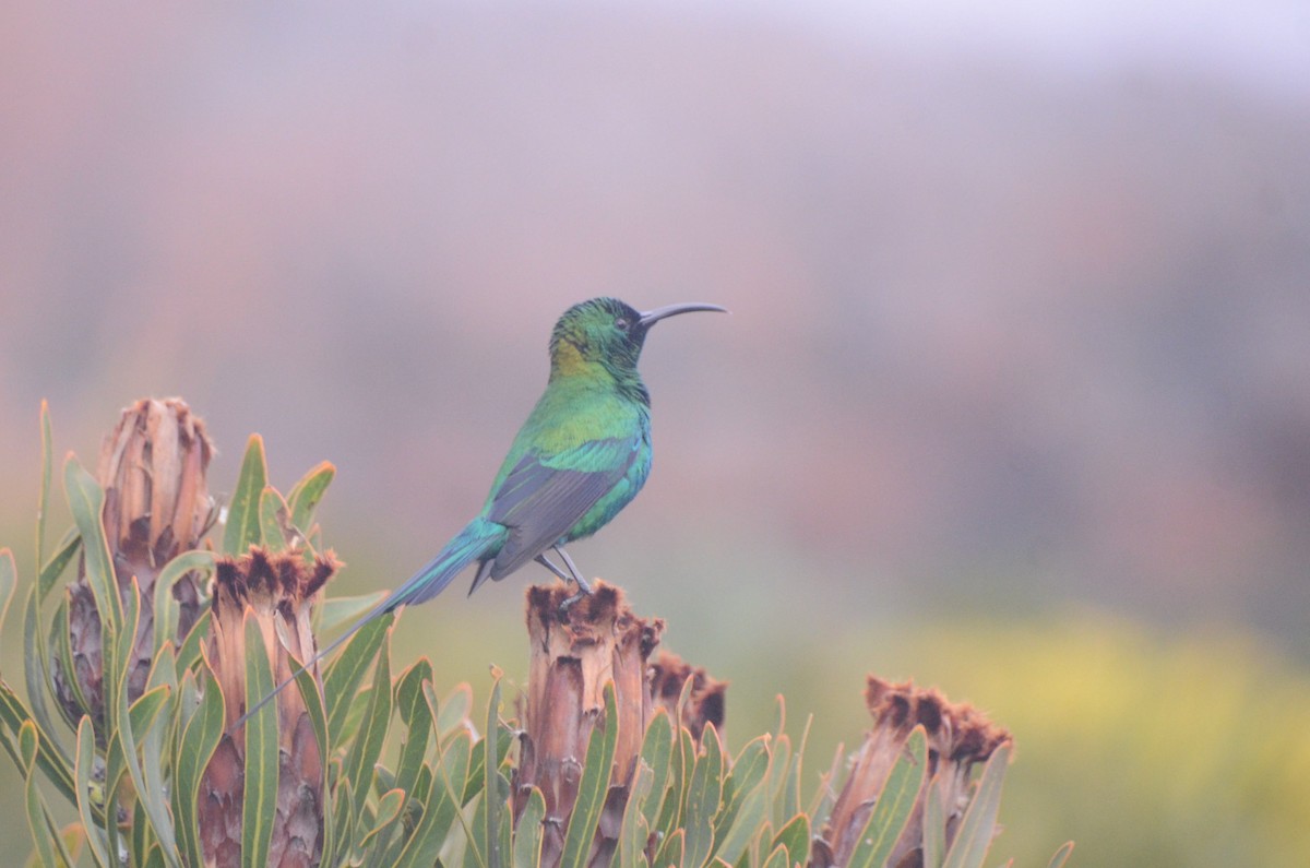 Malachite Sunbird - ML641601739
