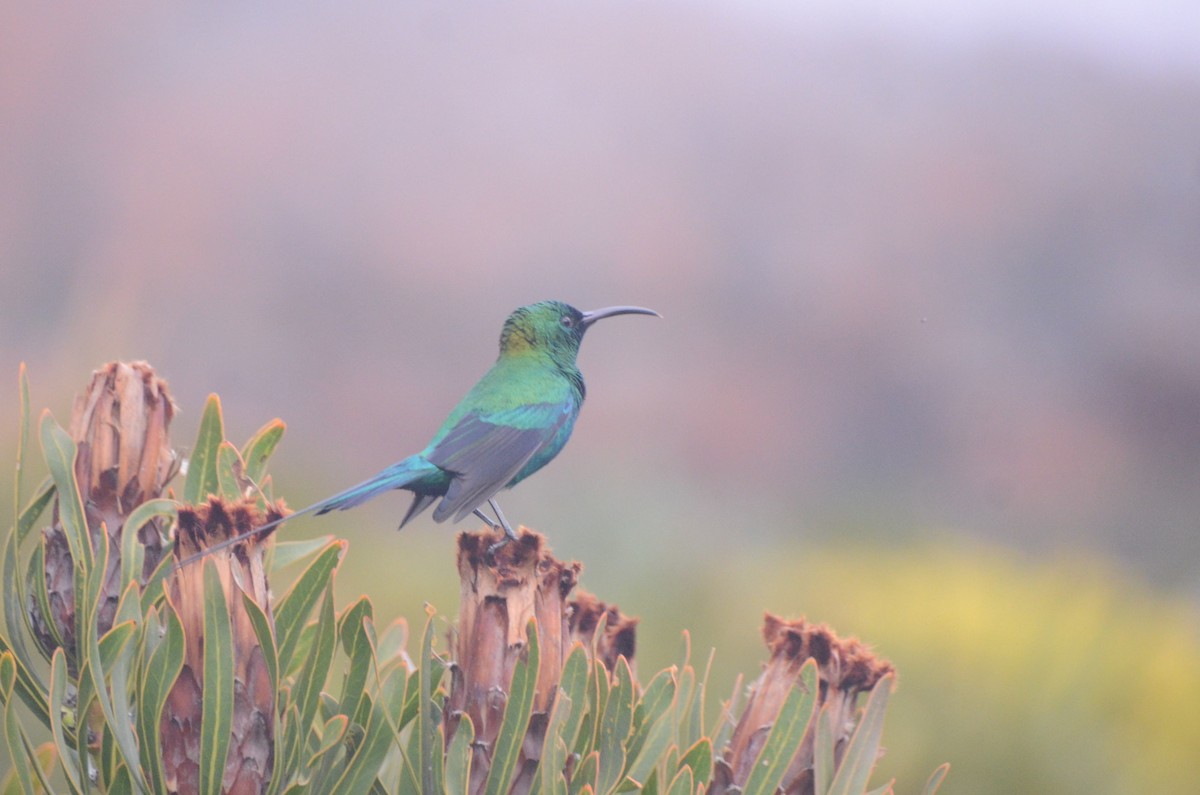 Malachite Sunbird - ML641601755
