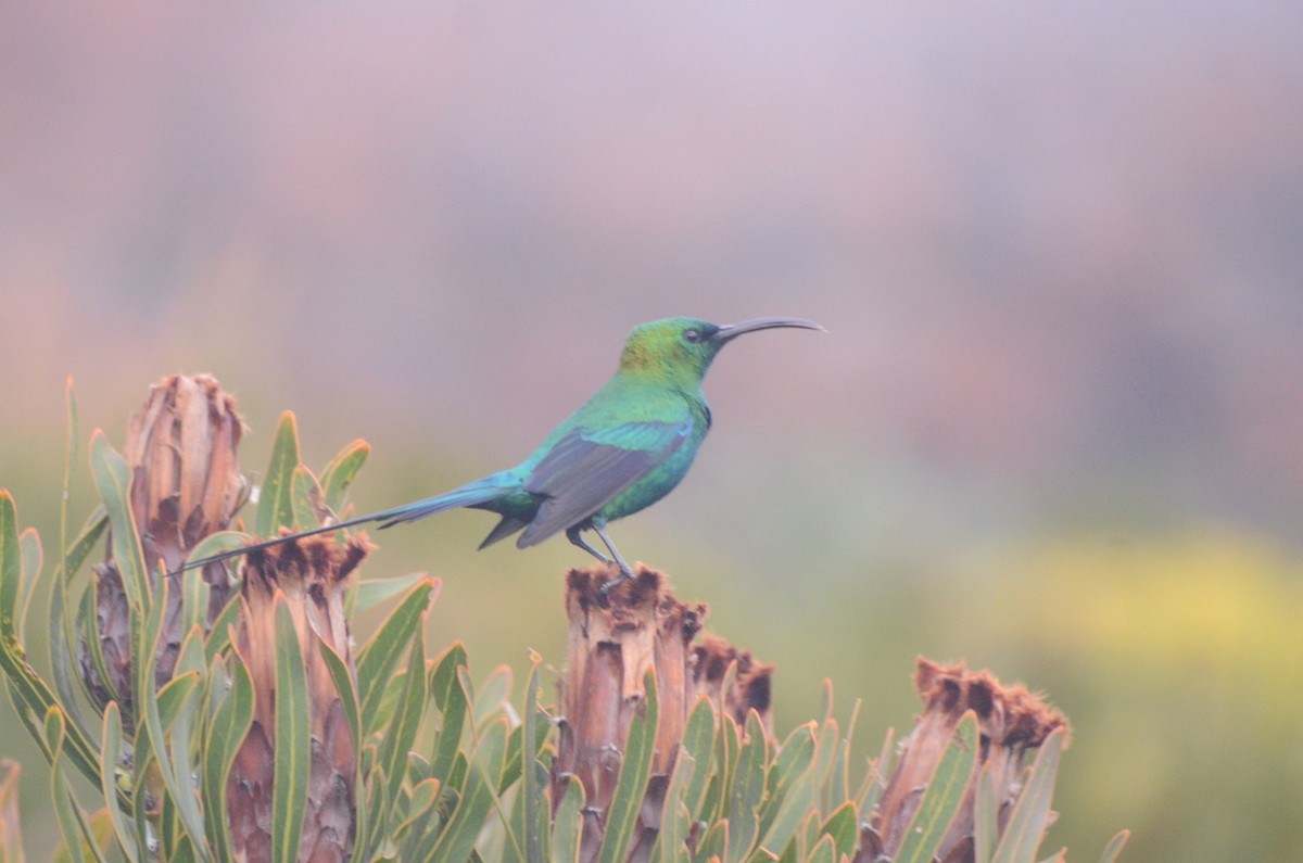 Malachite Sunbird - ML641601767