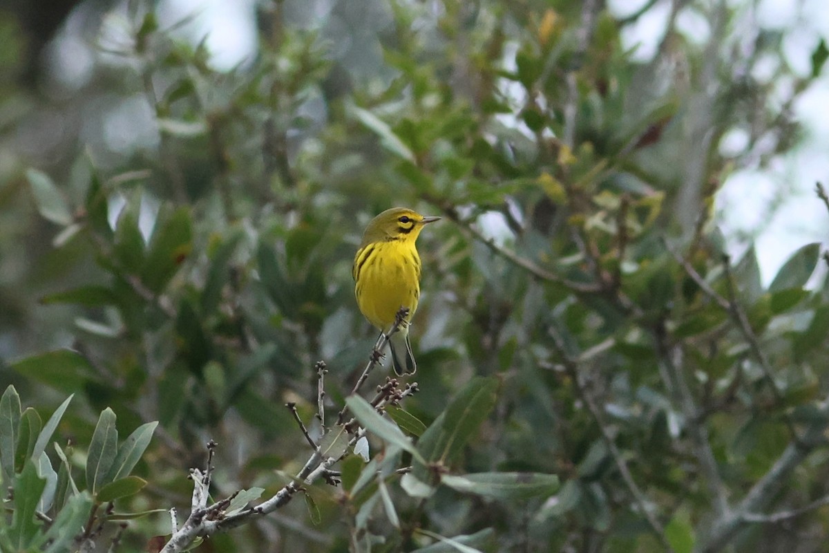 Prairie Warbler - ML641601801