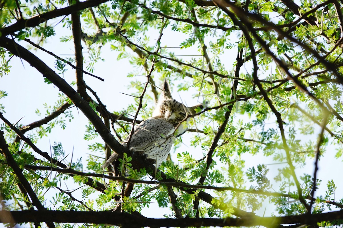 Northern White-faced Owl - ML641601802